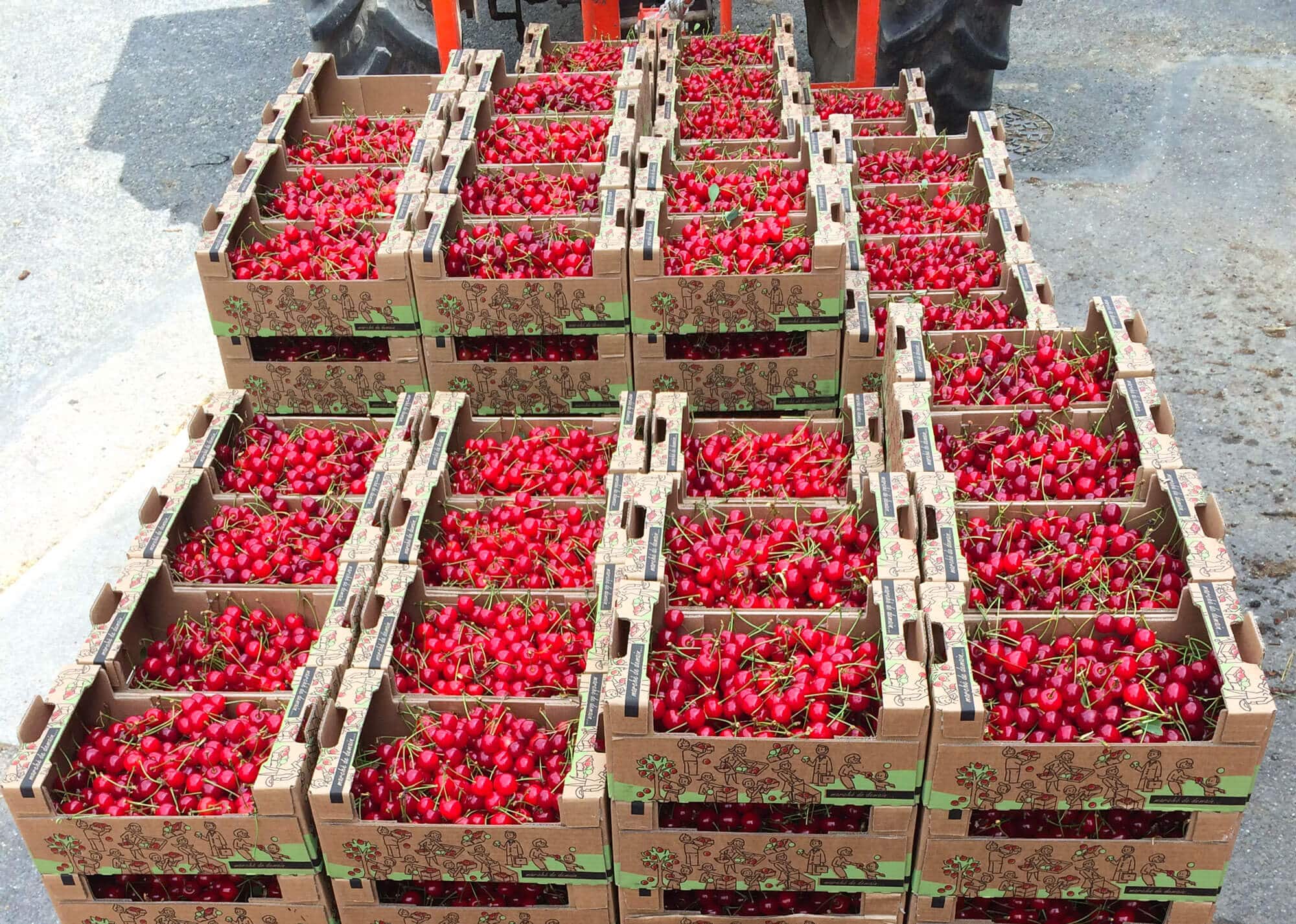 Première récolte des Cerises de Montmorency