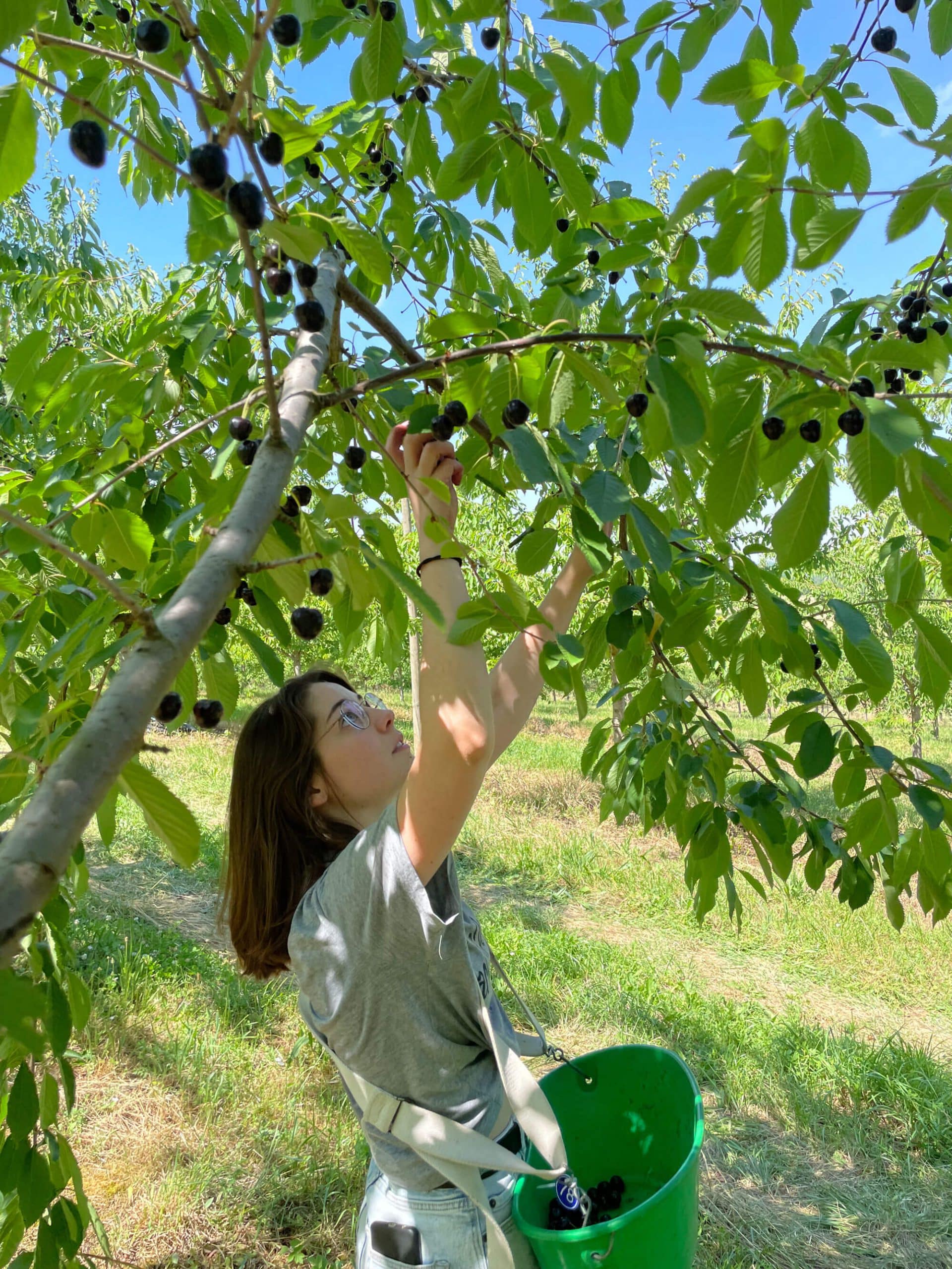 Cerises Noires de Bâle - La cueillette des Noires de Bâle
