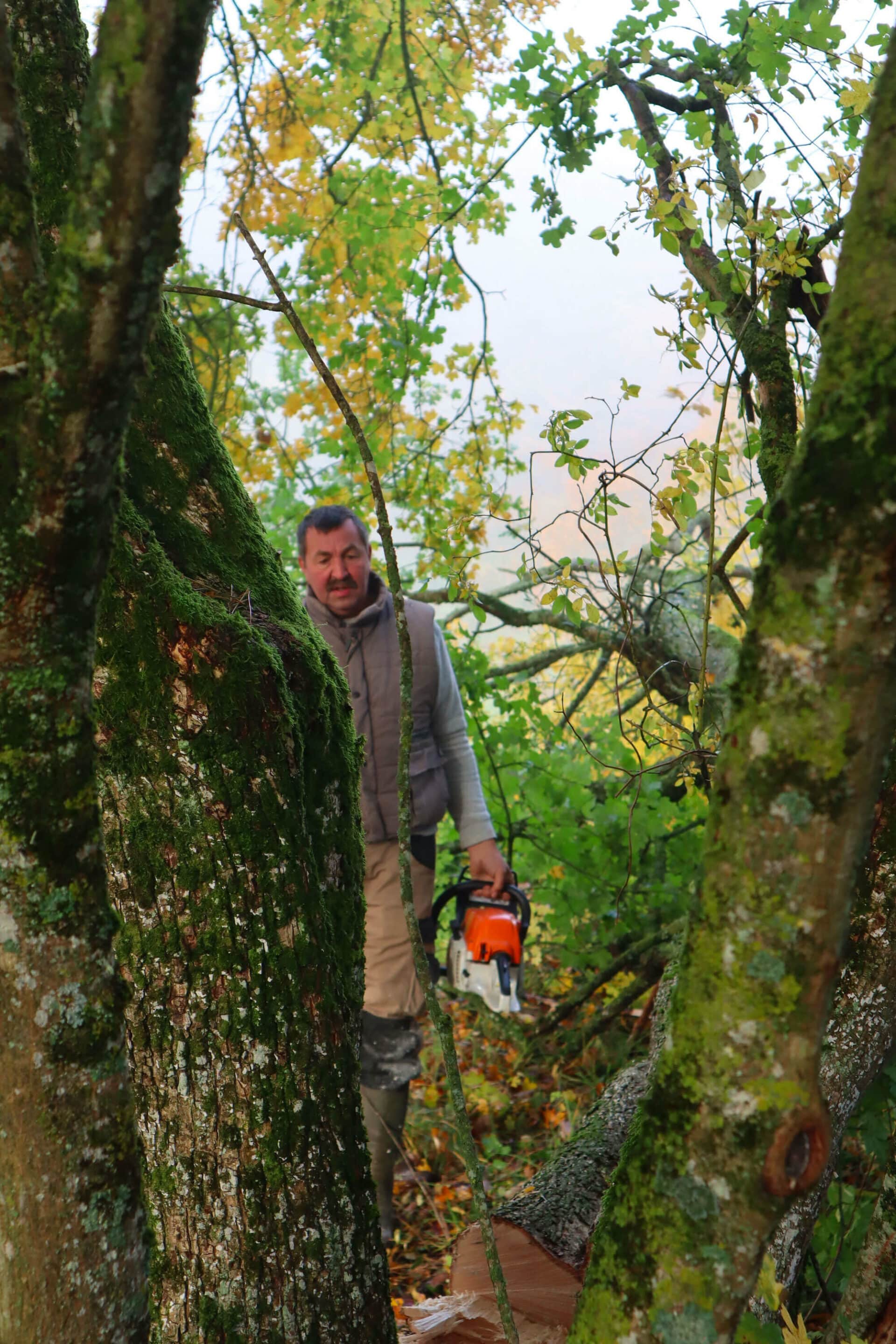 Plantation du nouveau verger aux Perches - Les tronçonneuses entrent en action