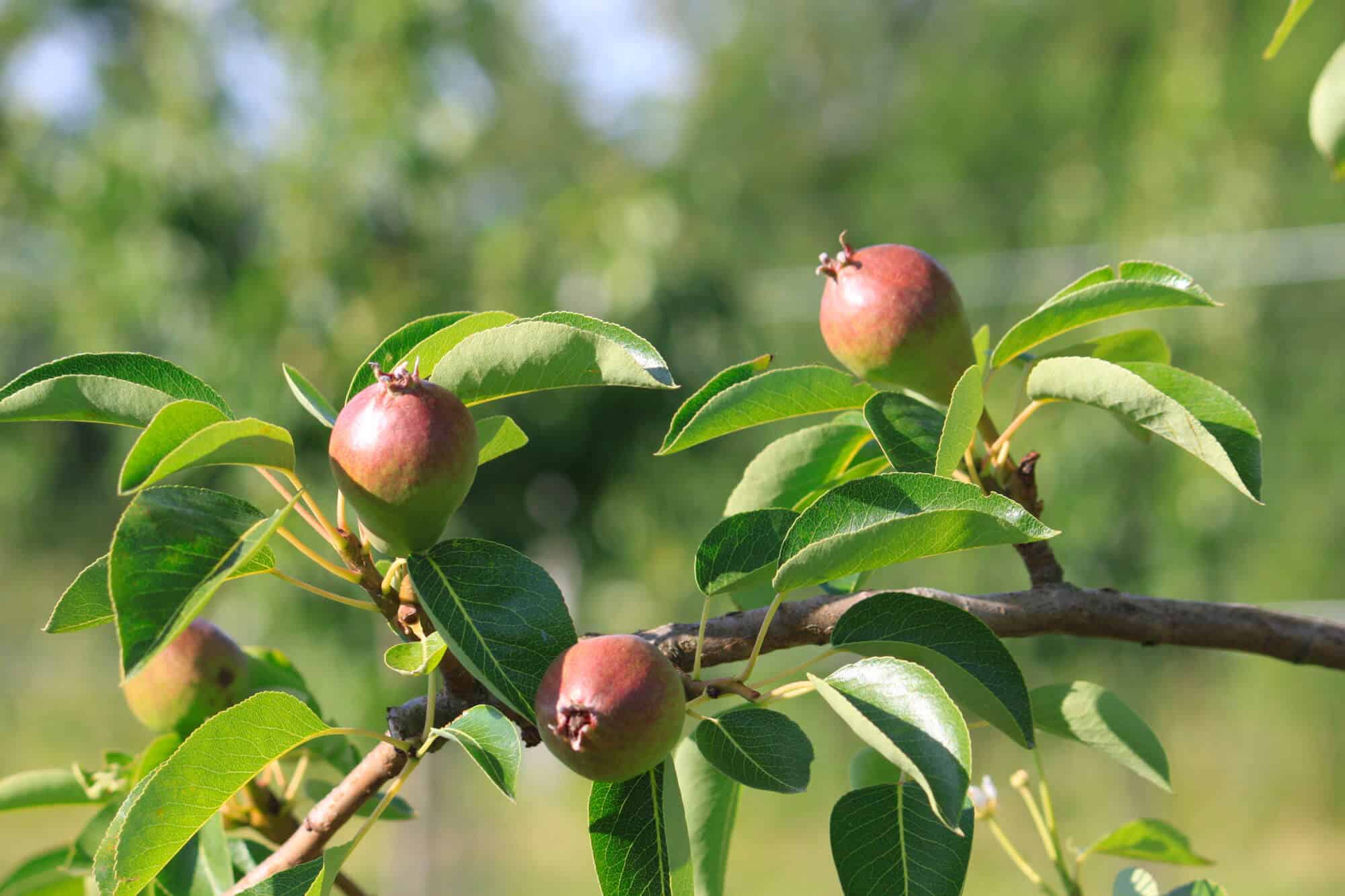 Des jeunes Poires en devenir