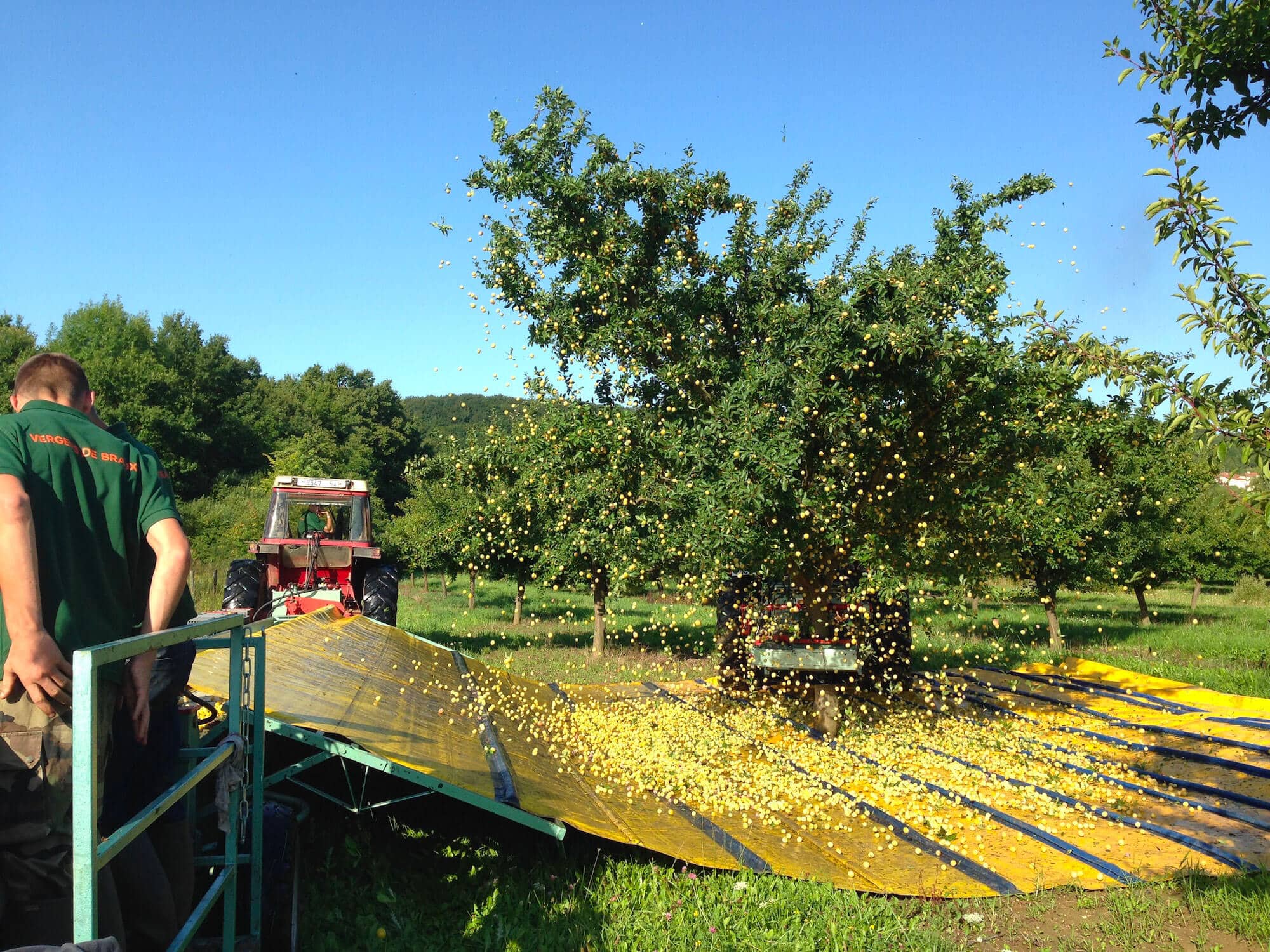 La récolte mécanique des Mirabelles