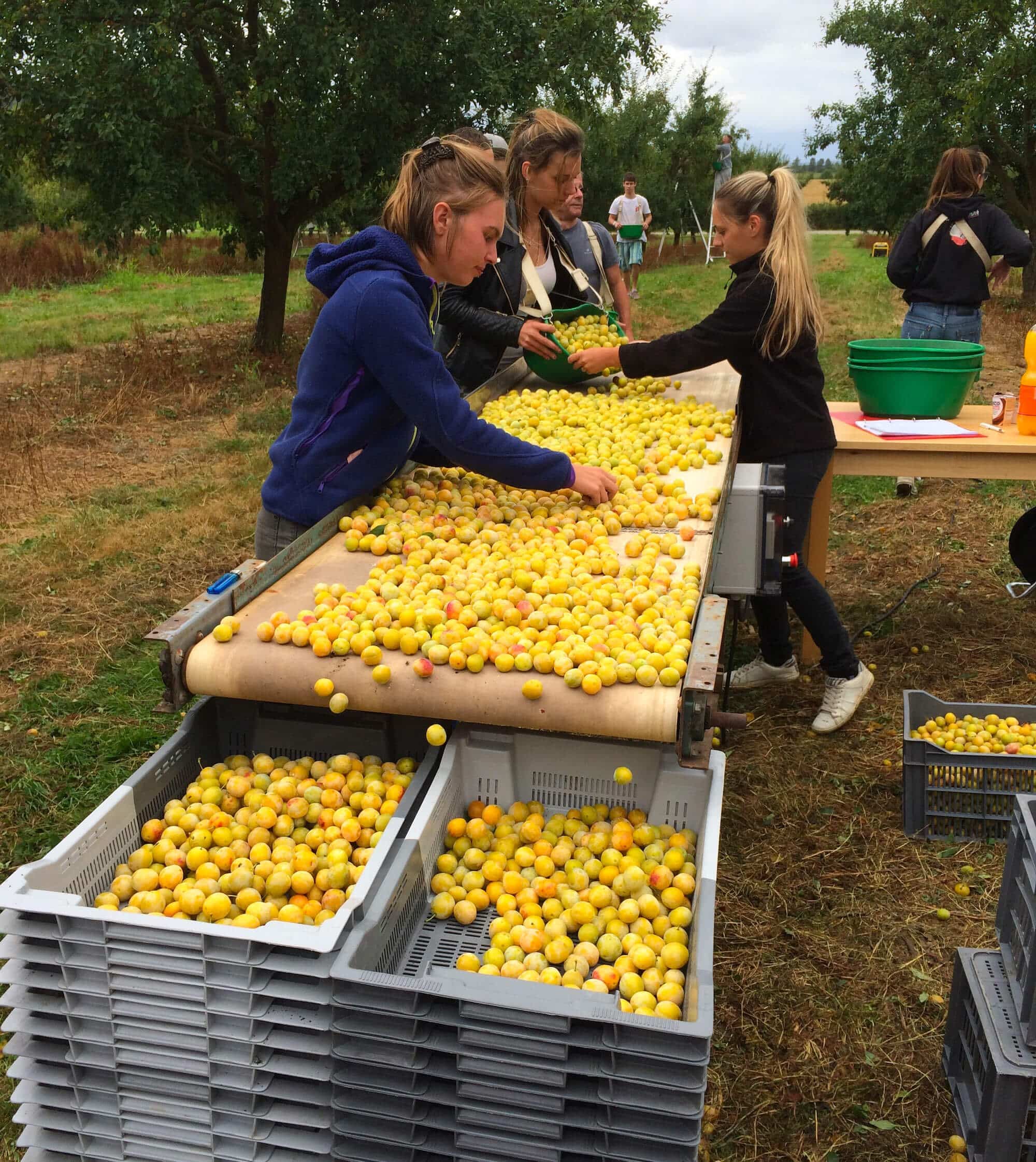 Tri des Mrabelles fraîchement récoltées