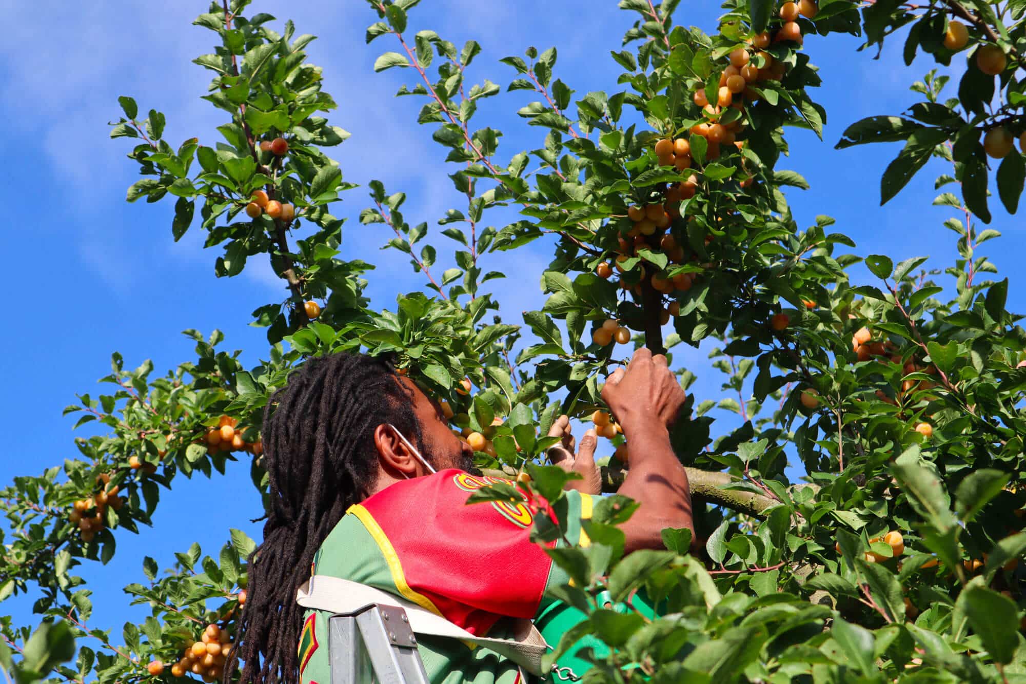 Les saisonniers récoltent les mirabelles