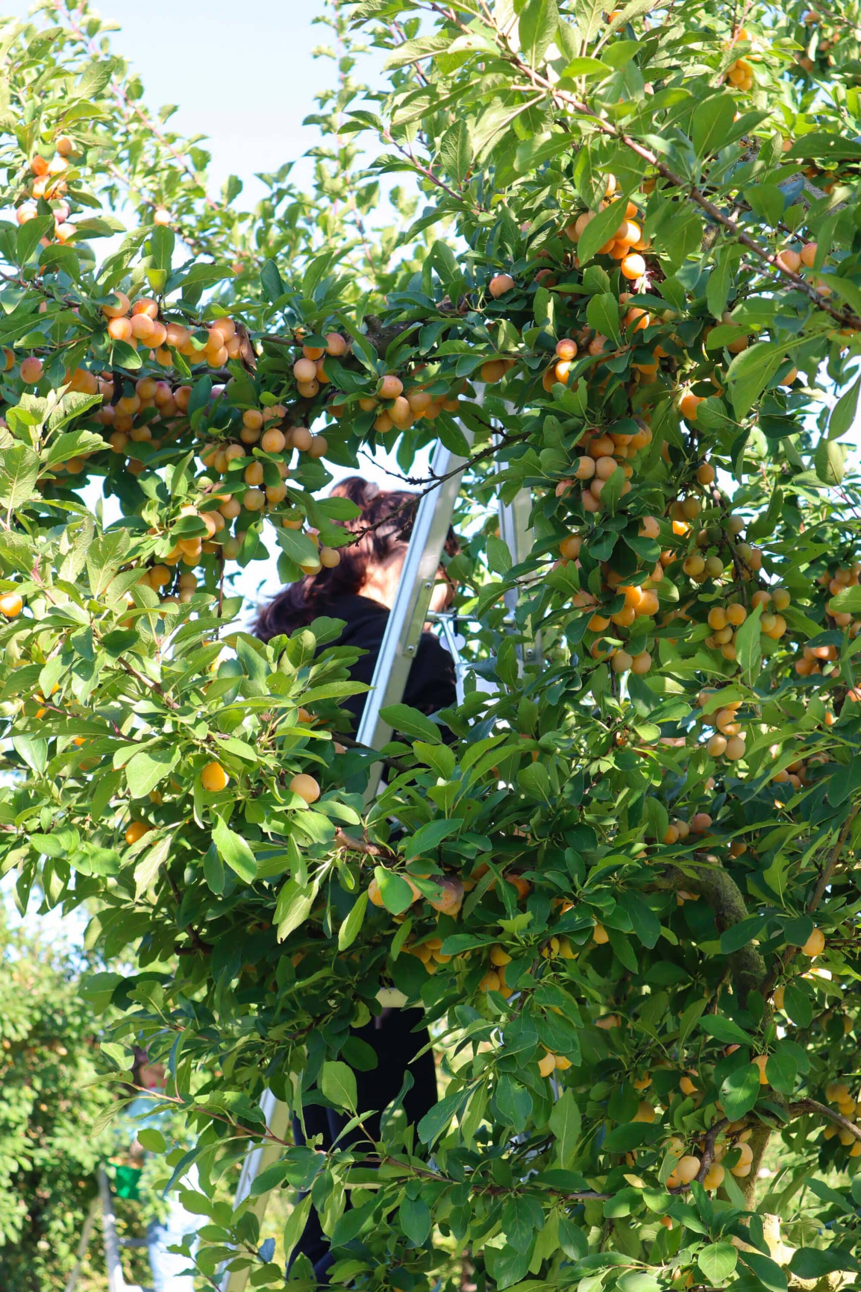 Récolte des Mirabelles par un saisonnier
