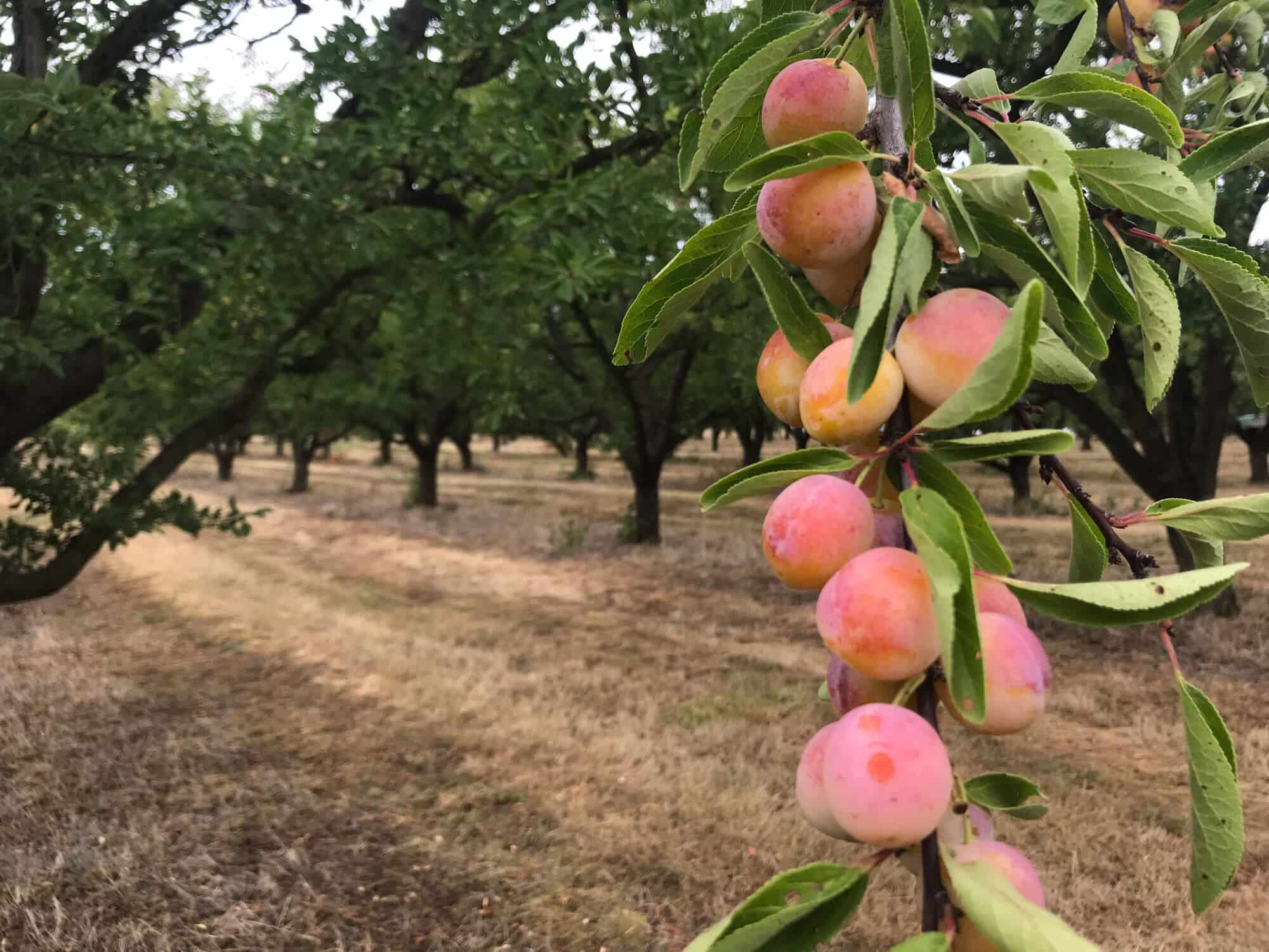 Les Mirabelles en grappe