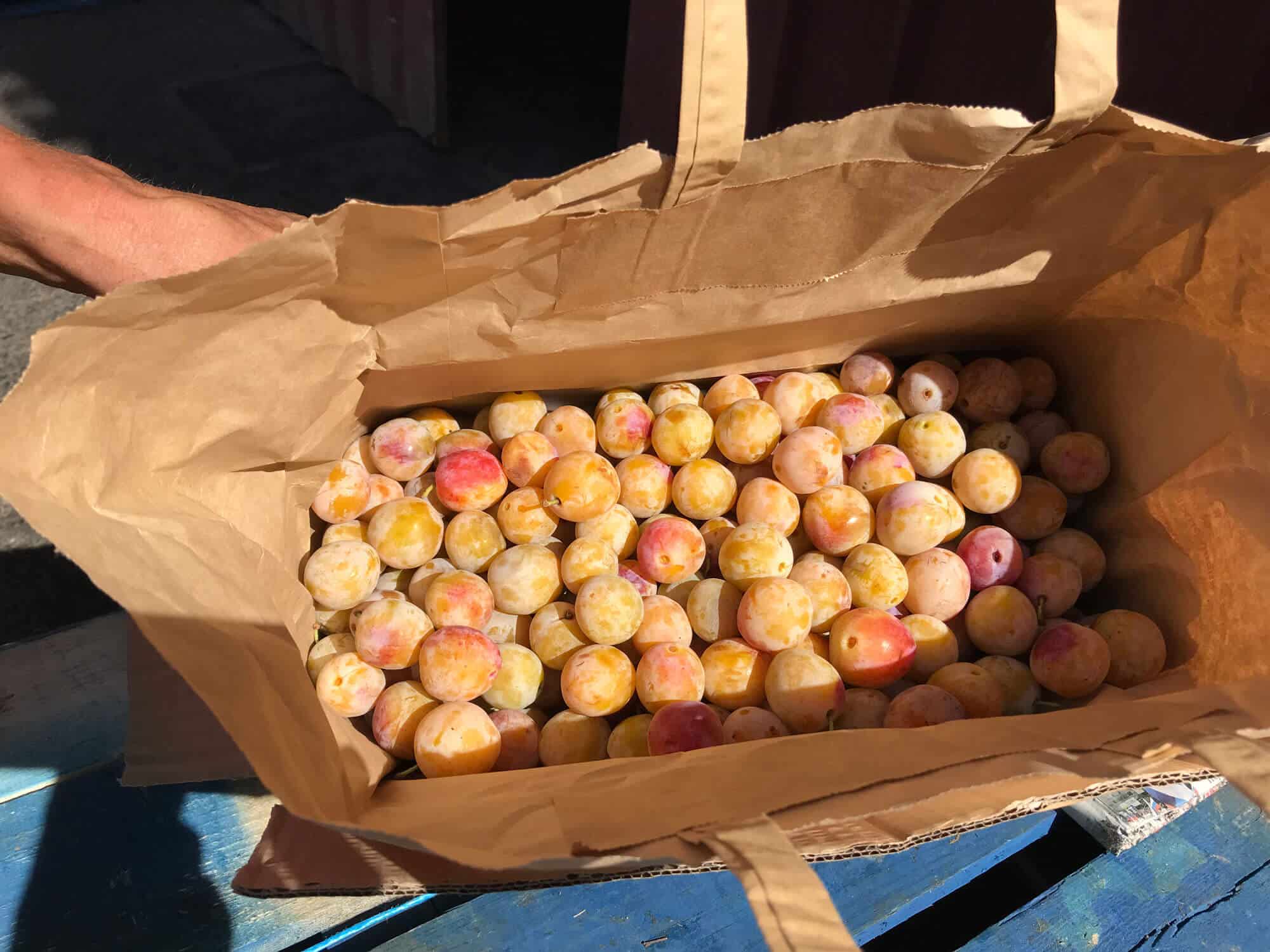 Récolte de Mirabelles