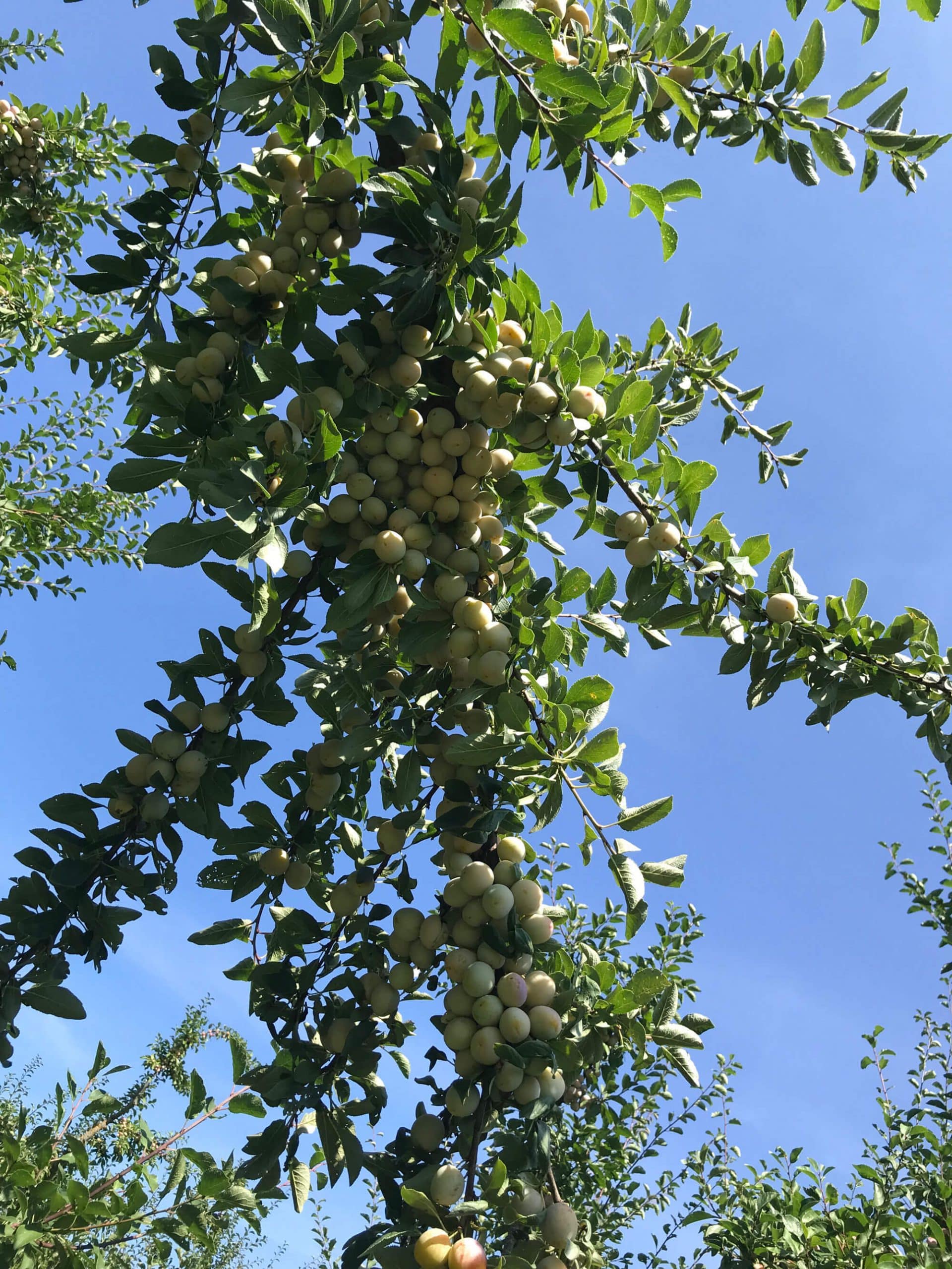 Les Mirabelles en grappe