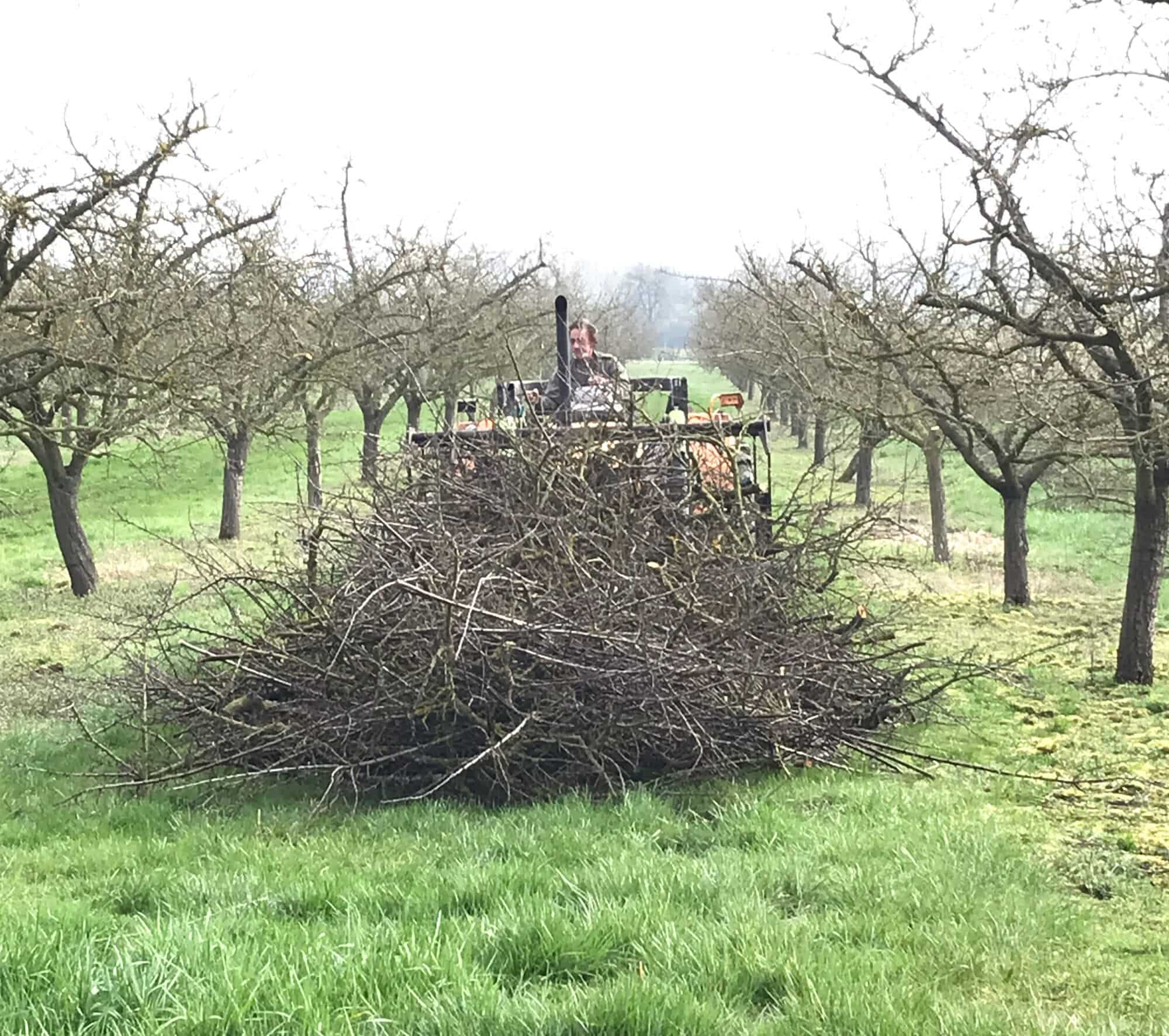 Les andains après la taille