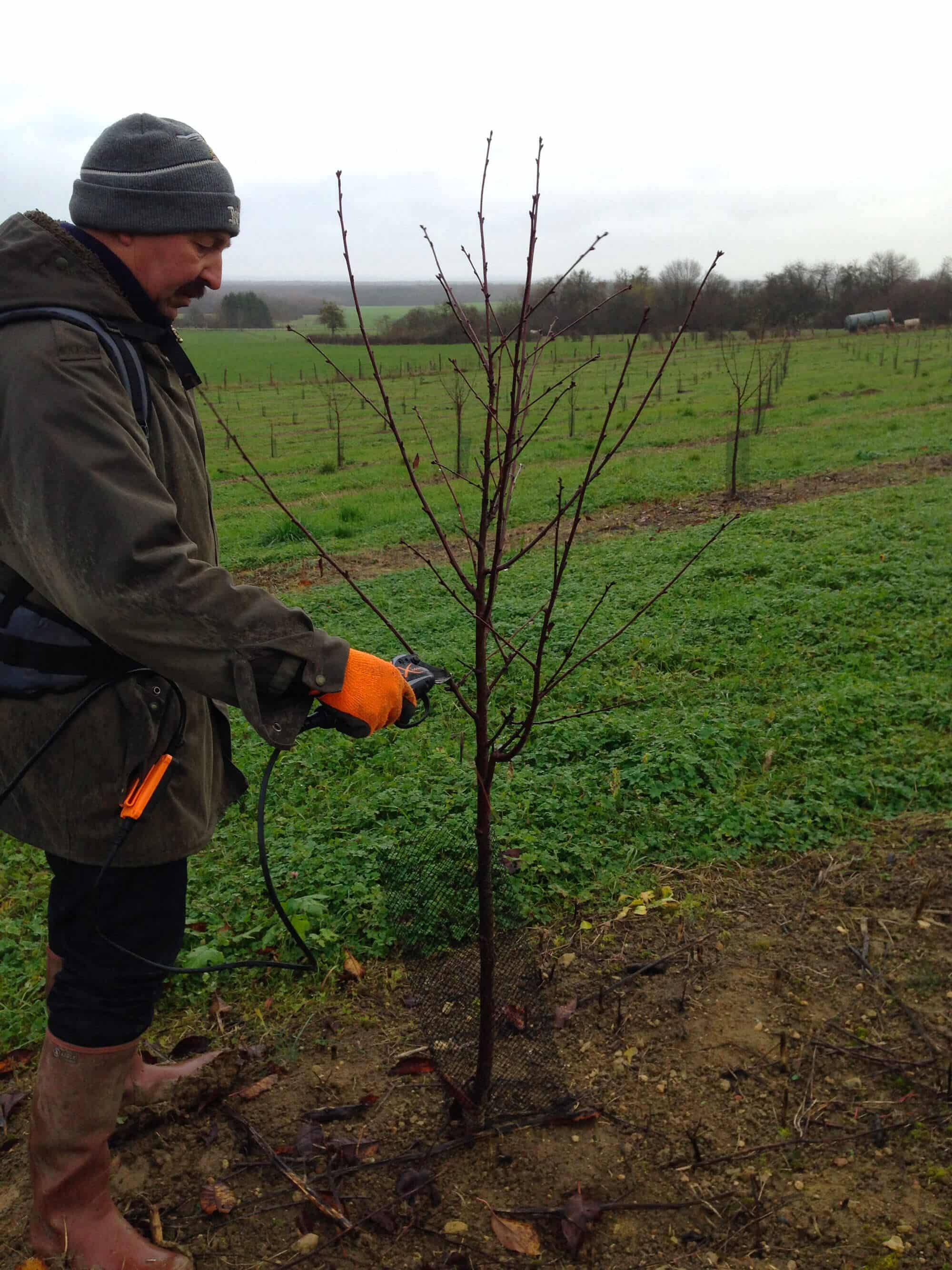 La taille d'un jeune Cerisier