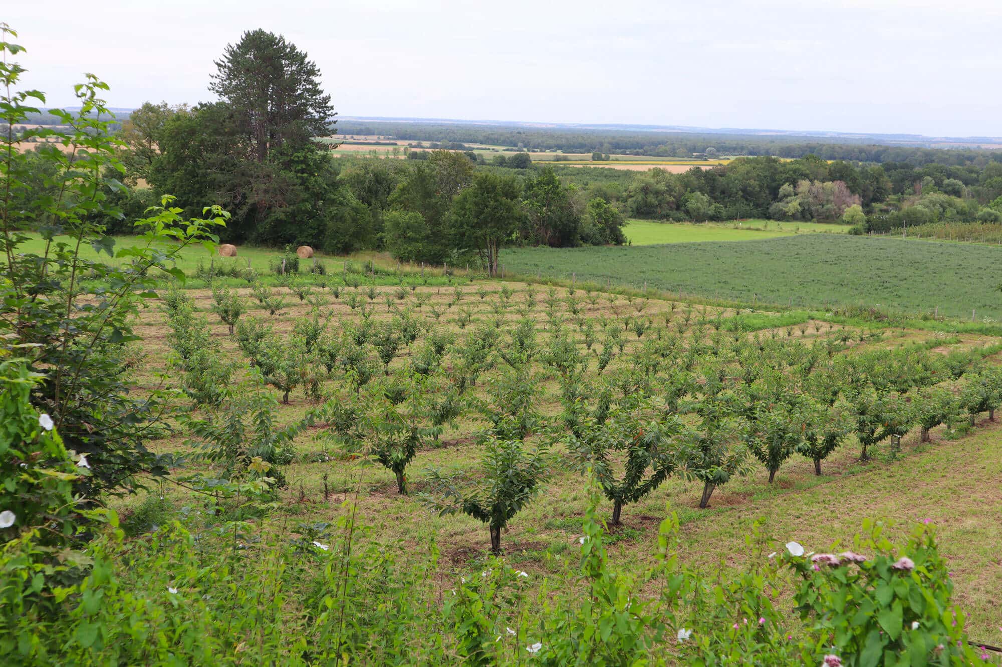 Nouveaux vergers aux Perches - Les Cerisiers poussent