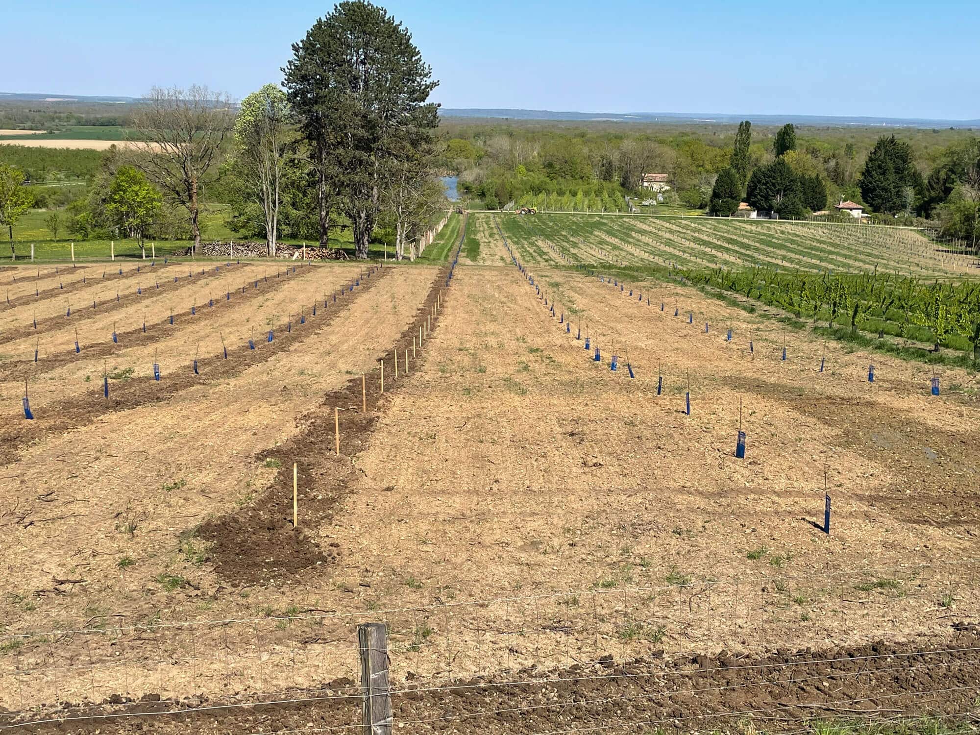 Nouveaux vergers aux Perches - Désherbage Mécanique