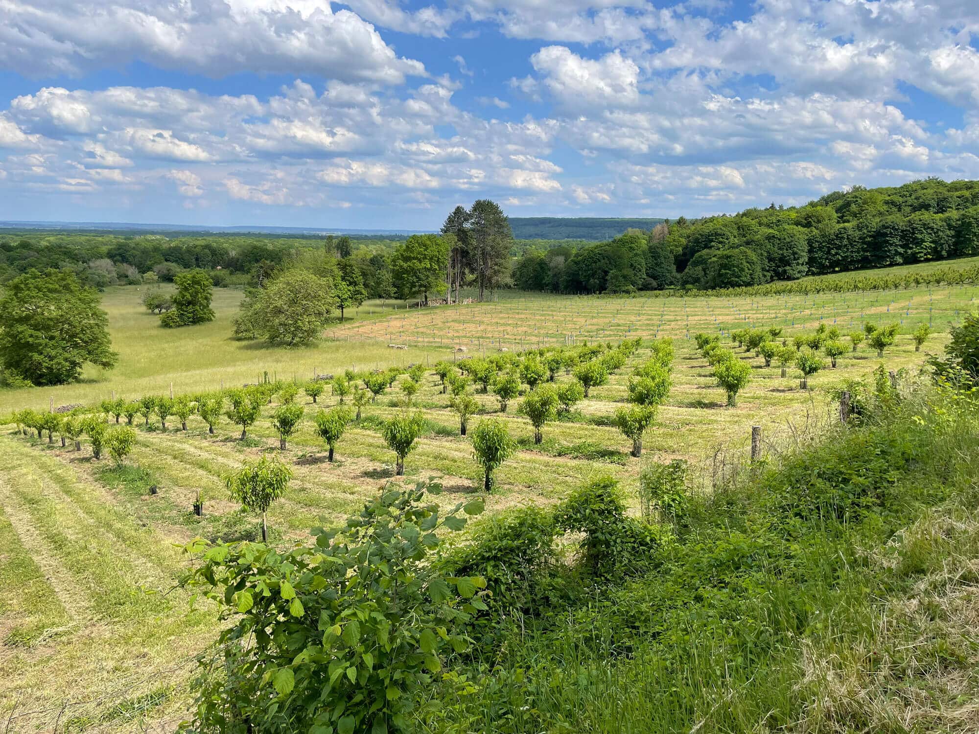 Nouveaux vergers aux Perches - Les pêchers