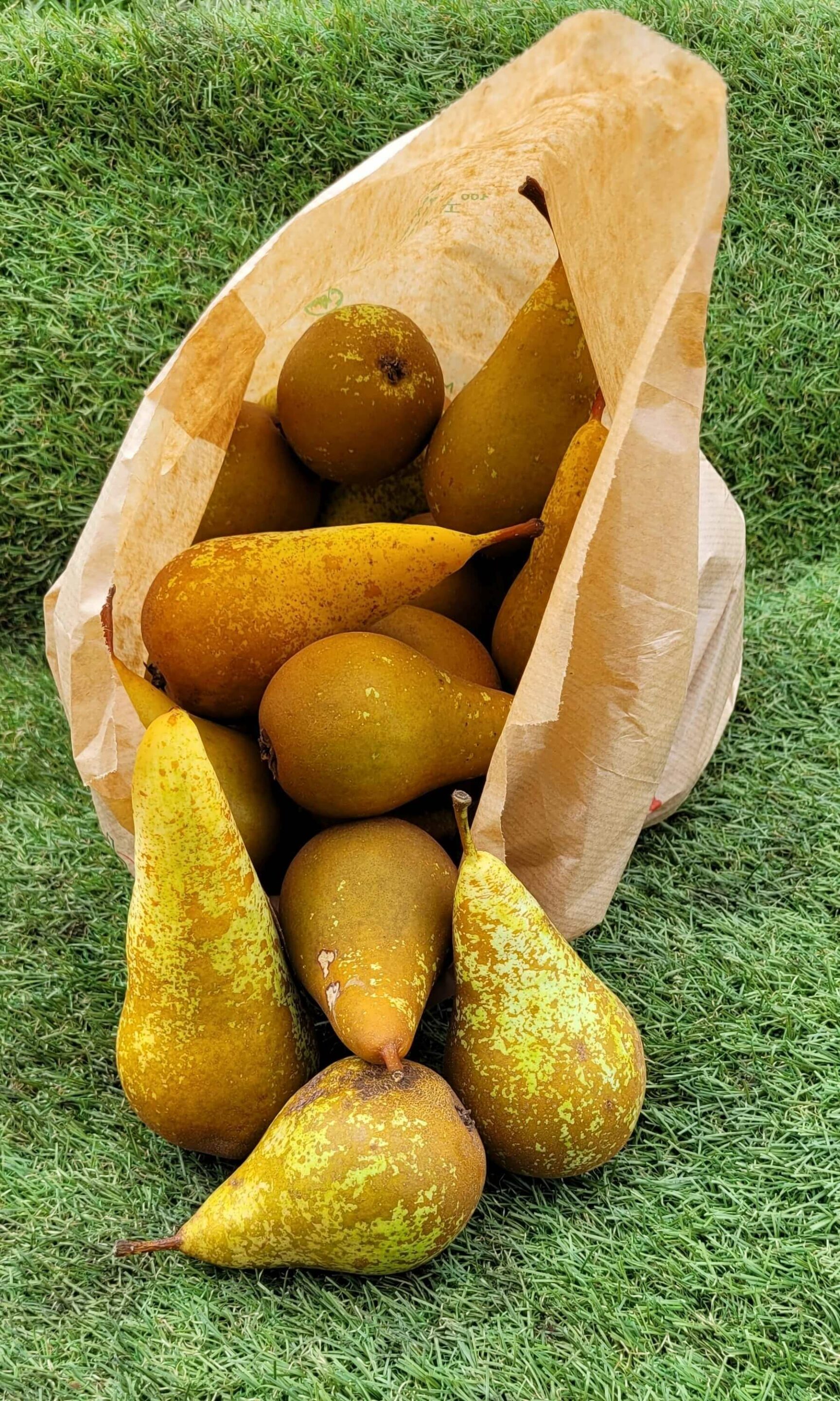 Poires conférence récoltées